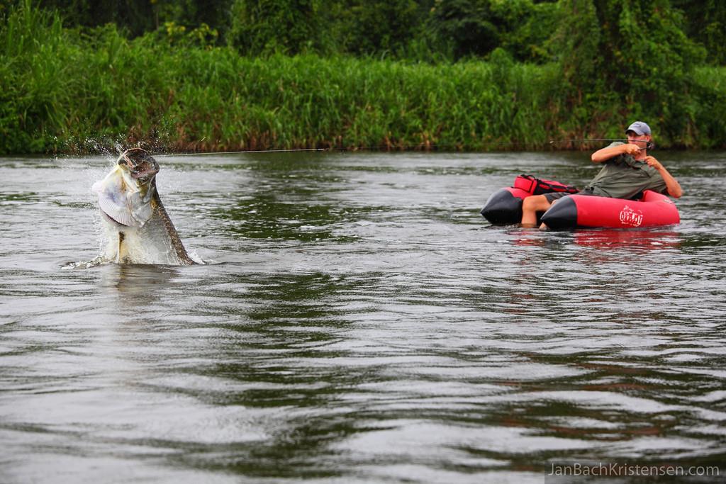 amazing fish - img8094-xl.jpg